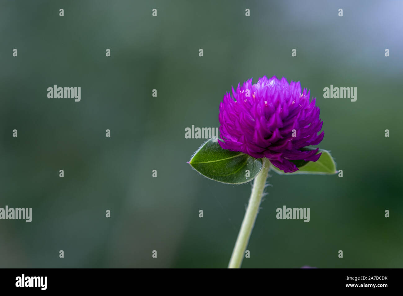 Globe Amaranth / Bachelor Button. Flowers are magenta, white, pink and light purple. Popular plant as a home decoration. Stock Photo
