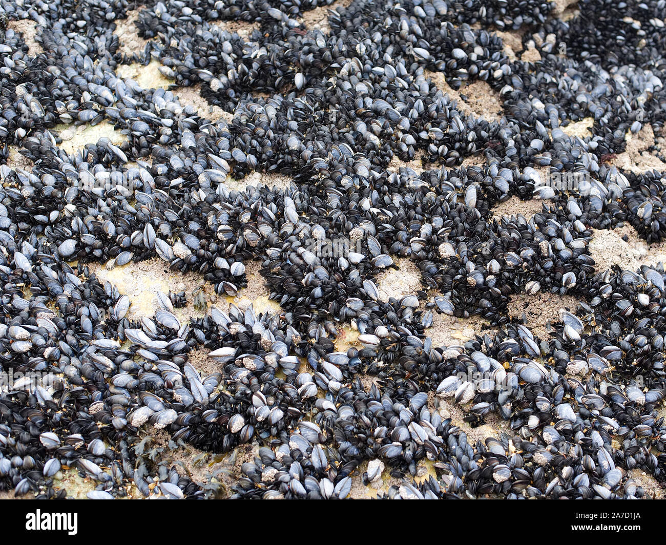 Barnacles attached to rocks on the beach Stock Photo