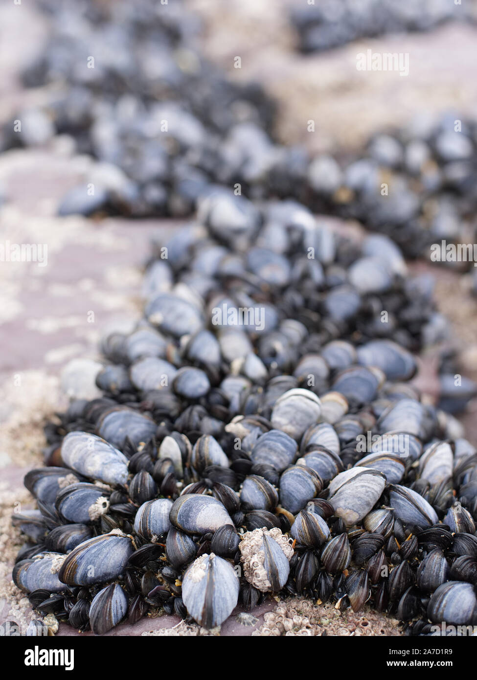 Barnacles attached to rocks on the beach Stock Photo