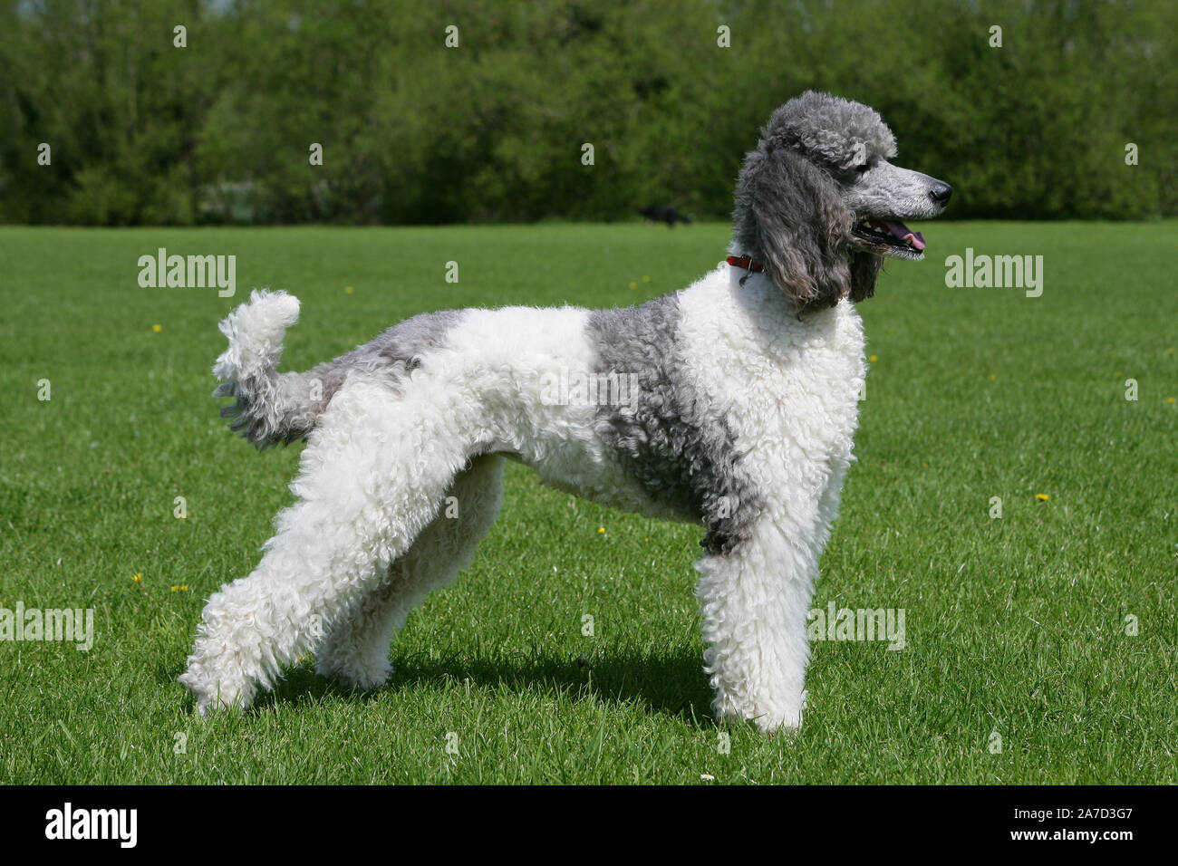 Standard poodle side hires stock photography and images Alamy