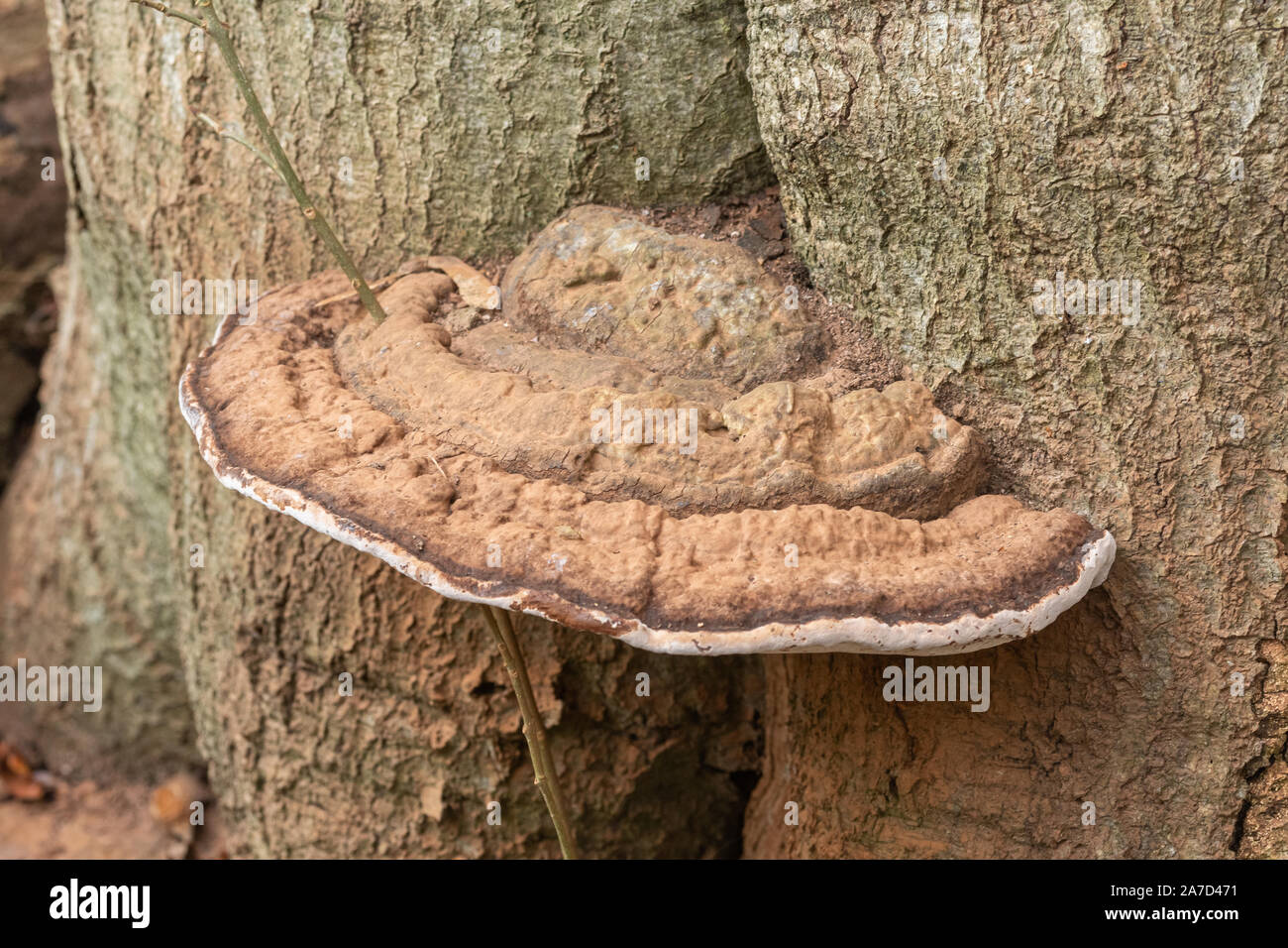 Ganoderma applanatum, artist's bracket fungus, on a mature beech tree, UK Stock Photo