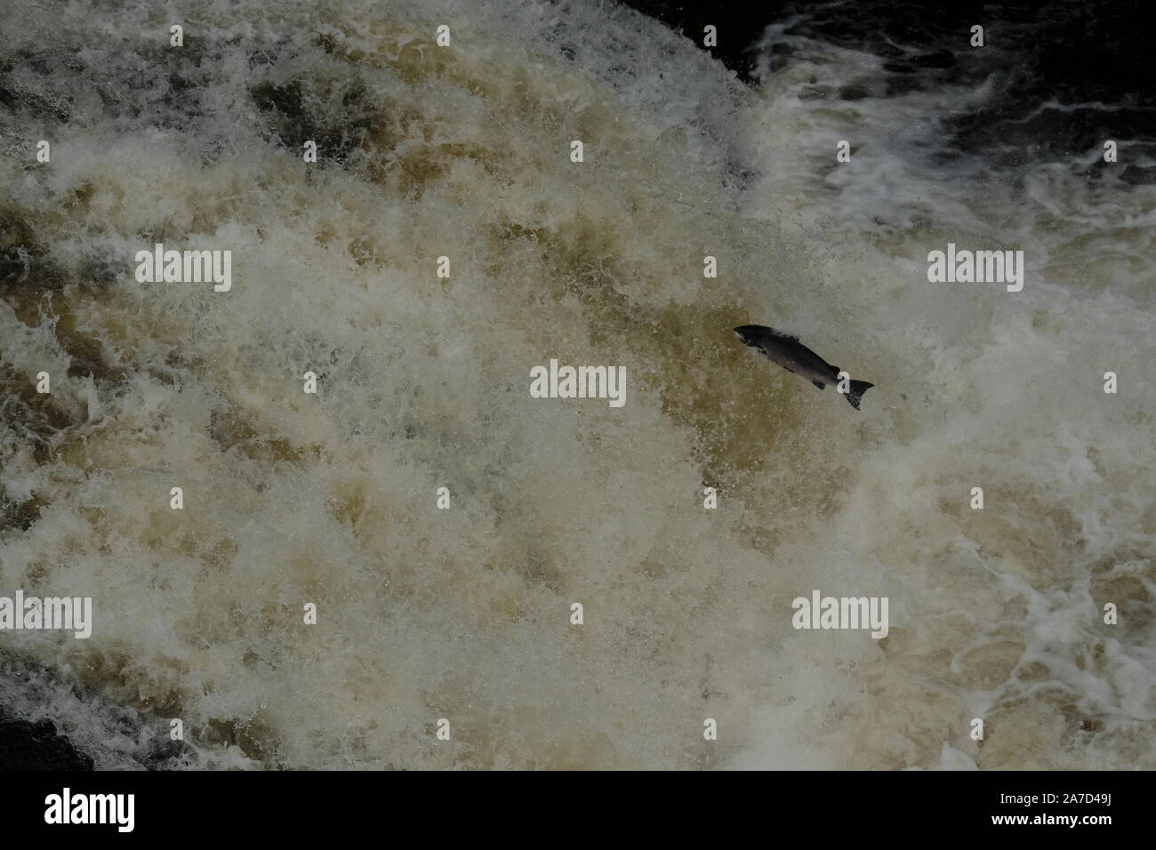 Salmon jumping upstream hires stock photography and images Alamy