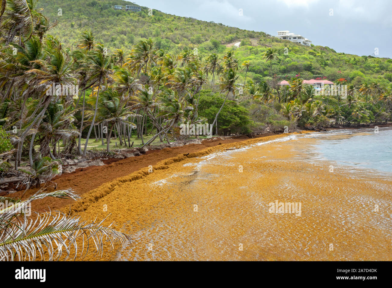Sargassum seaweed floating ashore in Bequia island, St. Vincent and the Grenadines Stock Photo