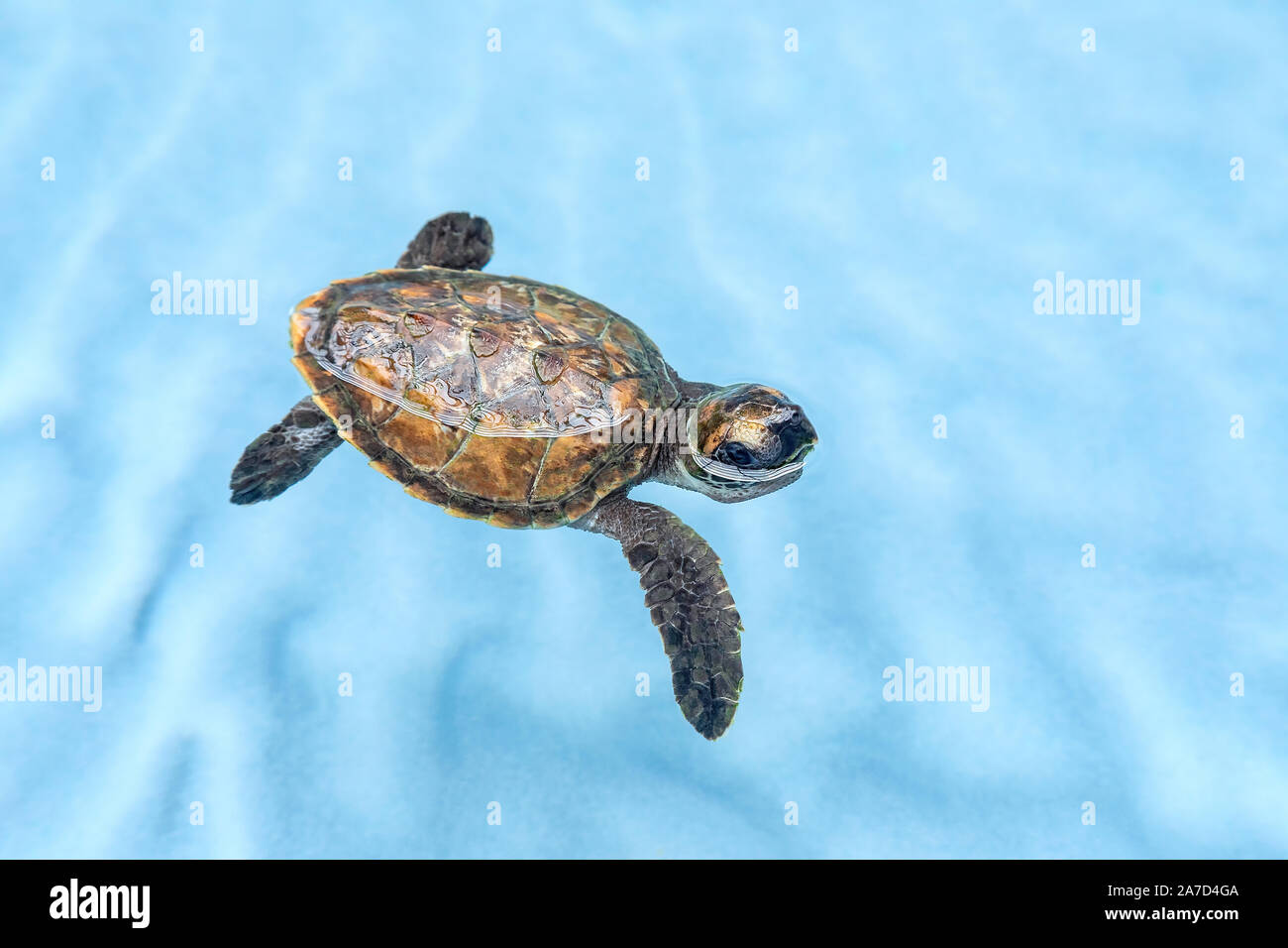 Cute baby Hawksbill turtle Stock Photo