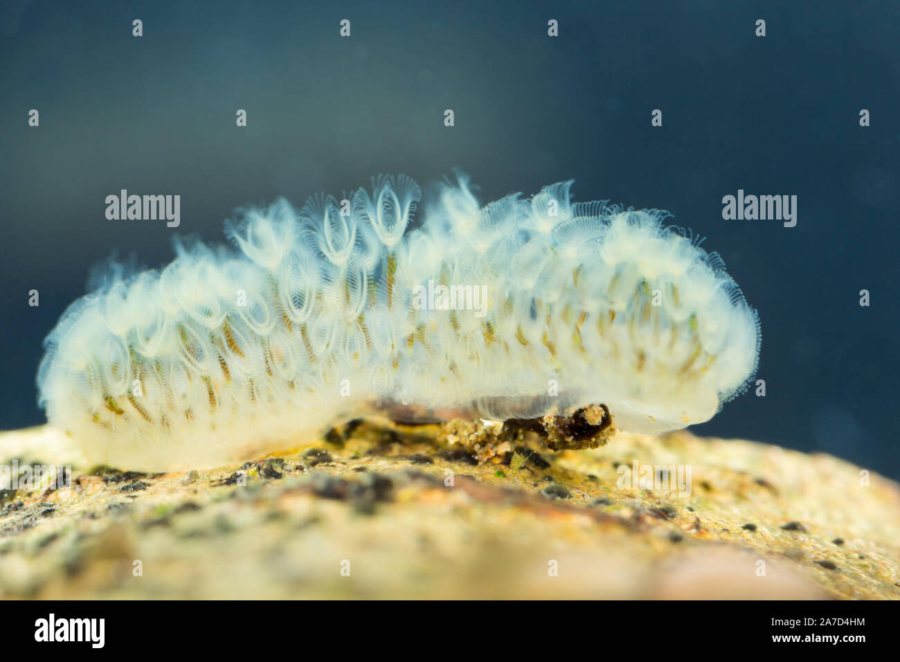Freshwater moss animal Stock Photo