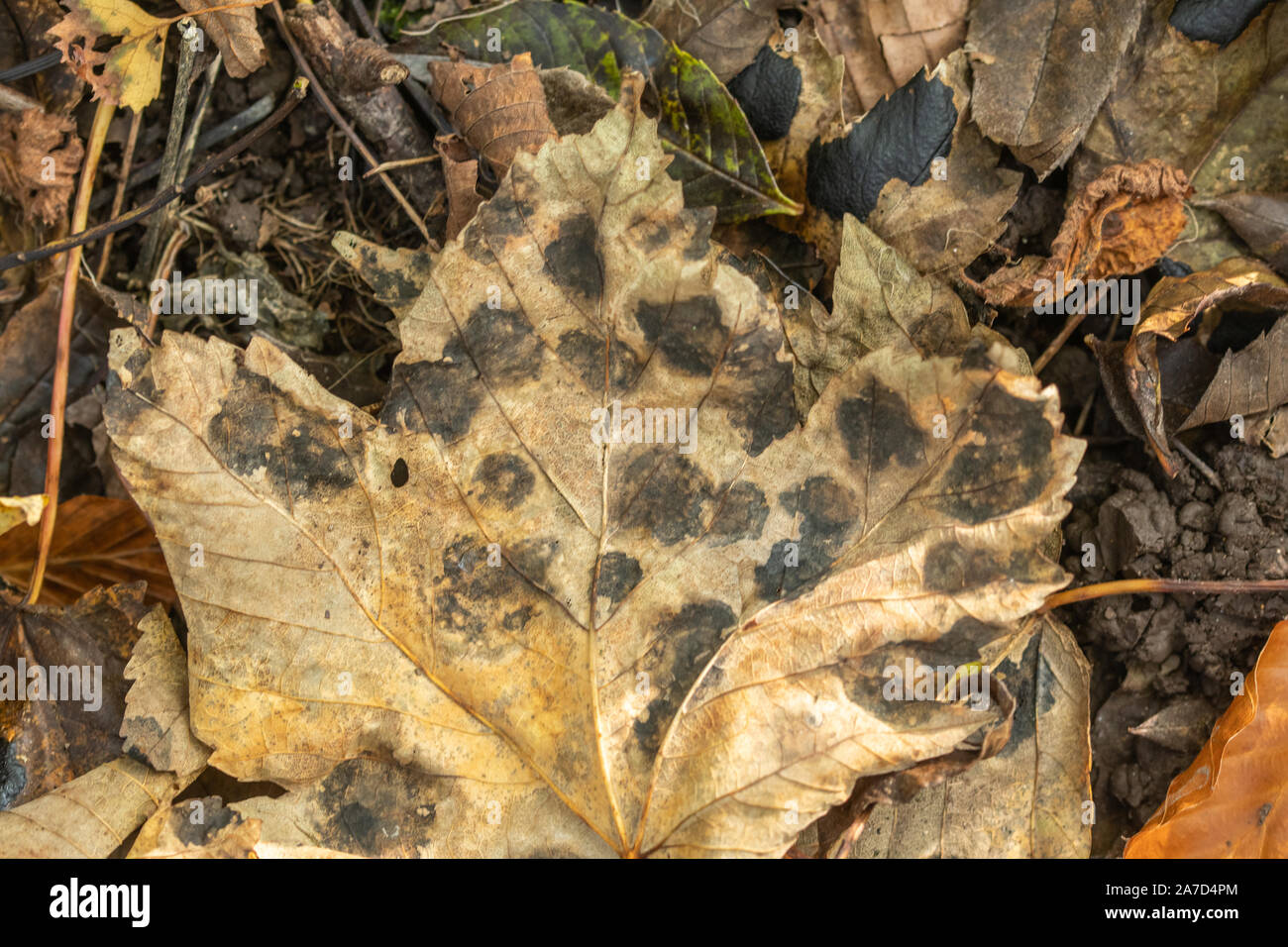 Sycamore leaf with tar spot fungus (Rhytisma acerinum), a plant pathogen, UK Stock Photo