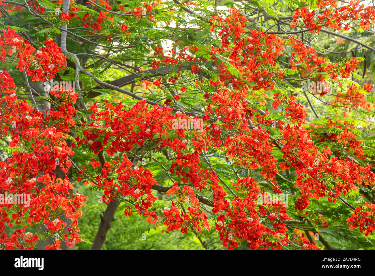 Flamboyant Royal Poinciana tree in Bequia, St. Vincent and the Grenadines Stock Photo