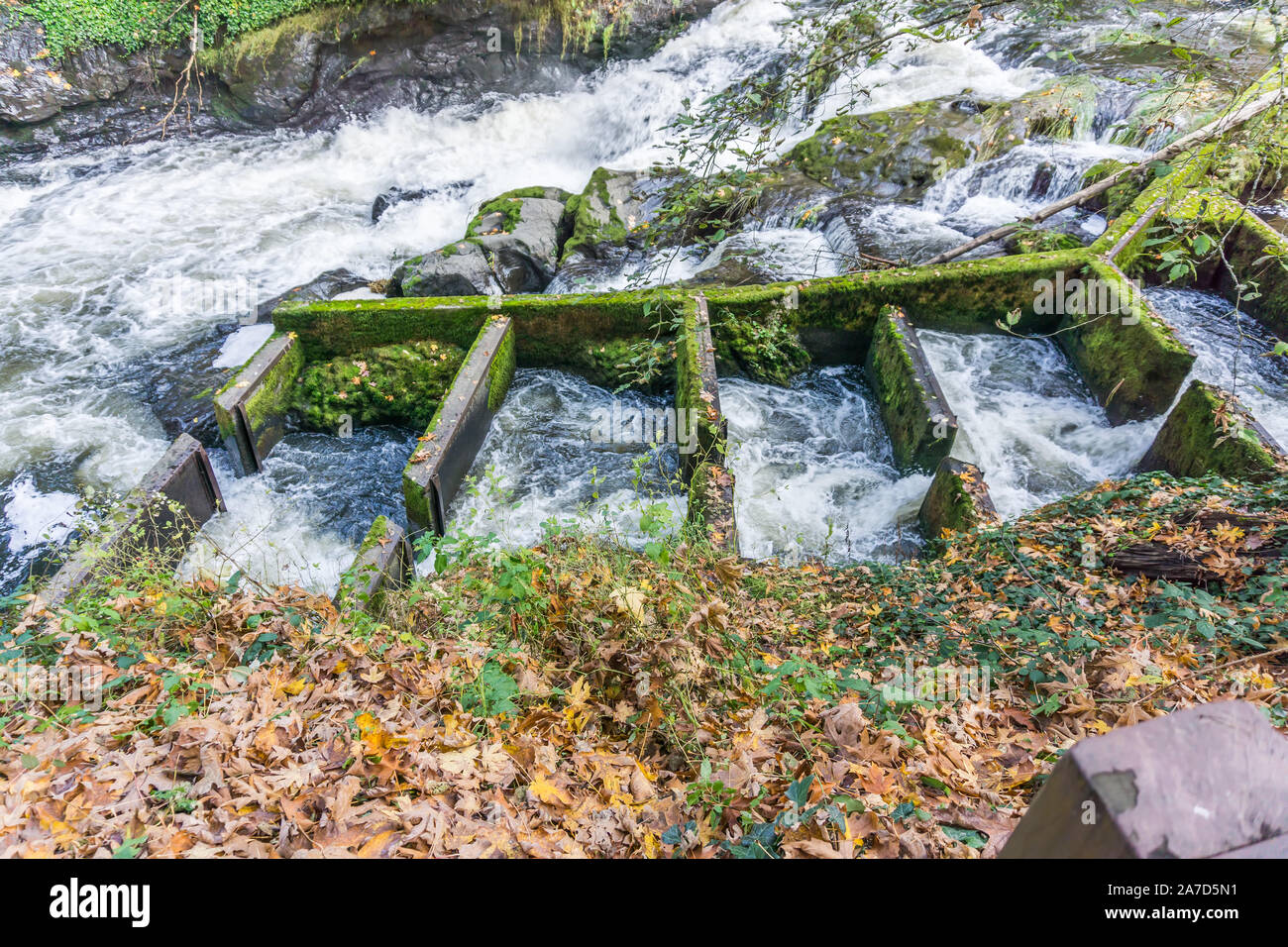 Fish ladder at Tumwater Falls Park in Washington State Stock Photo - Alamy