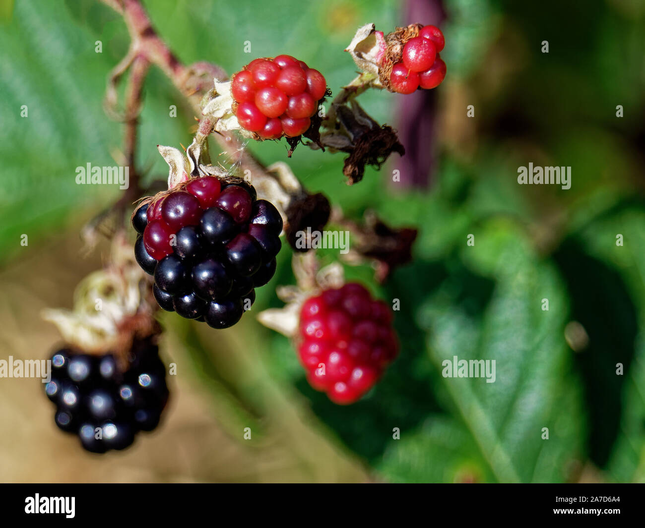 Blackberries, genus Rubus, UK Stock Photo