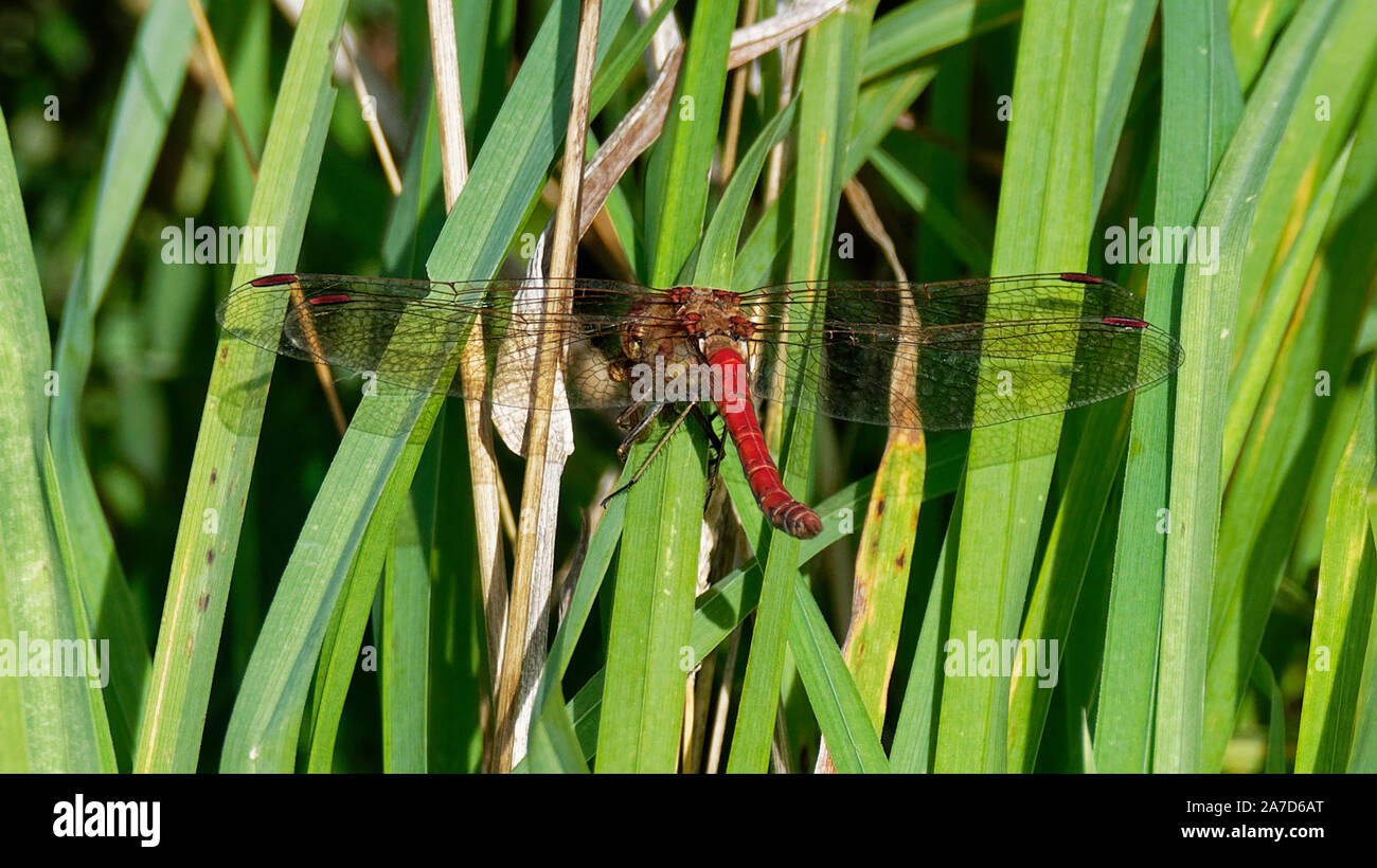 Ruddy Darter , Sympetrum sanguineum Stock Photo