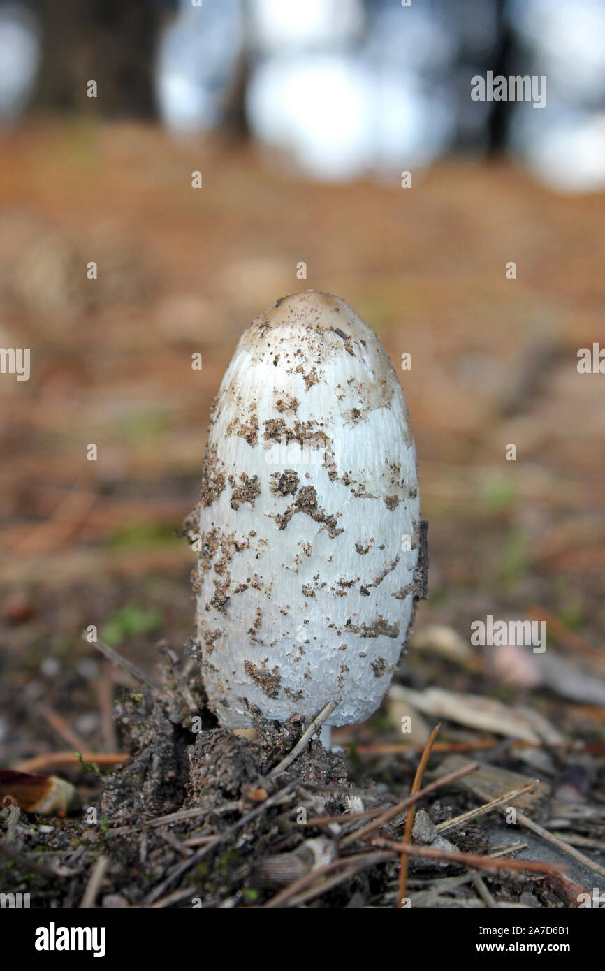 Shaggy Inkcap or the Lawyer's Wig, Coprinus comatus emerging from a woodland floor Stock Photo