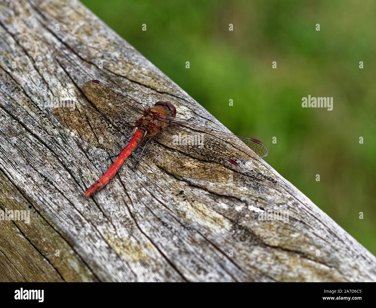 Ruddy Darter , Sympetrum sanguineum Stock Photo