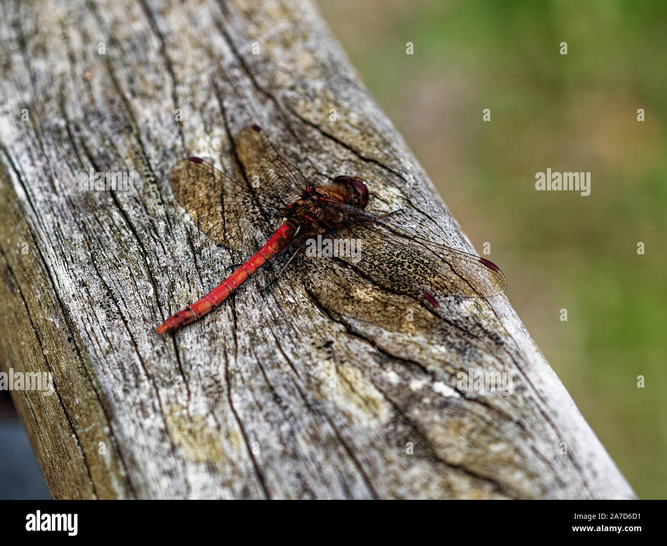 Ruddy Darter , Sympetrum sanguineum Stock Photo