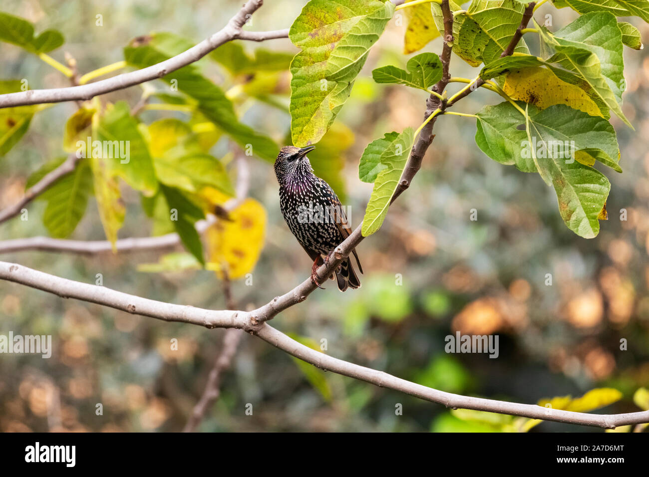 The common starling (Sturnus vulgaris), also known as the European ...
