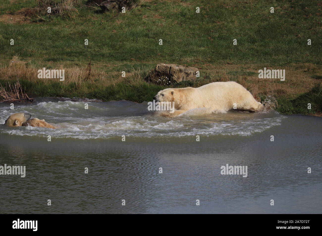 Male Polar Bears, Nobby, Nissan & Pixel (Ursus maritimus) Stock Photo