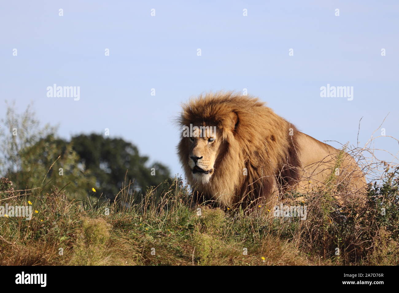 African lion male hi-res stock photography and images - Alamy