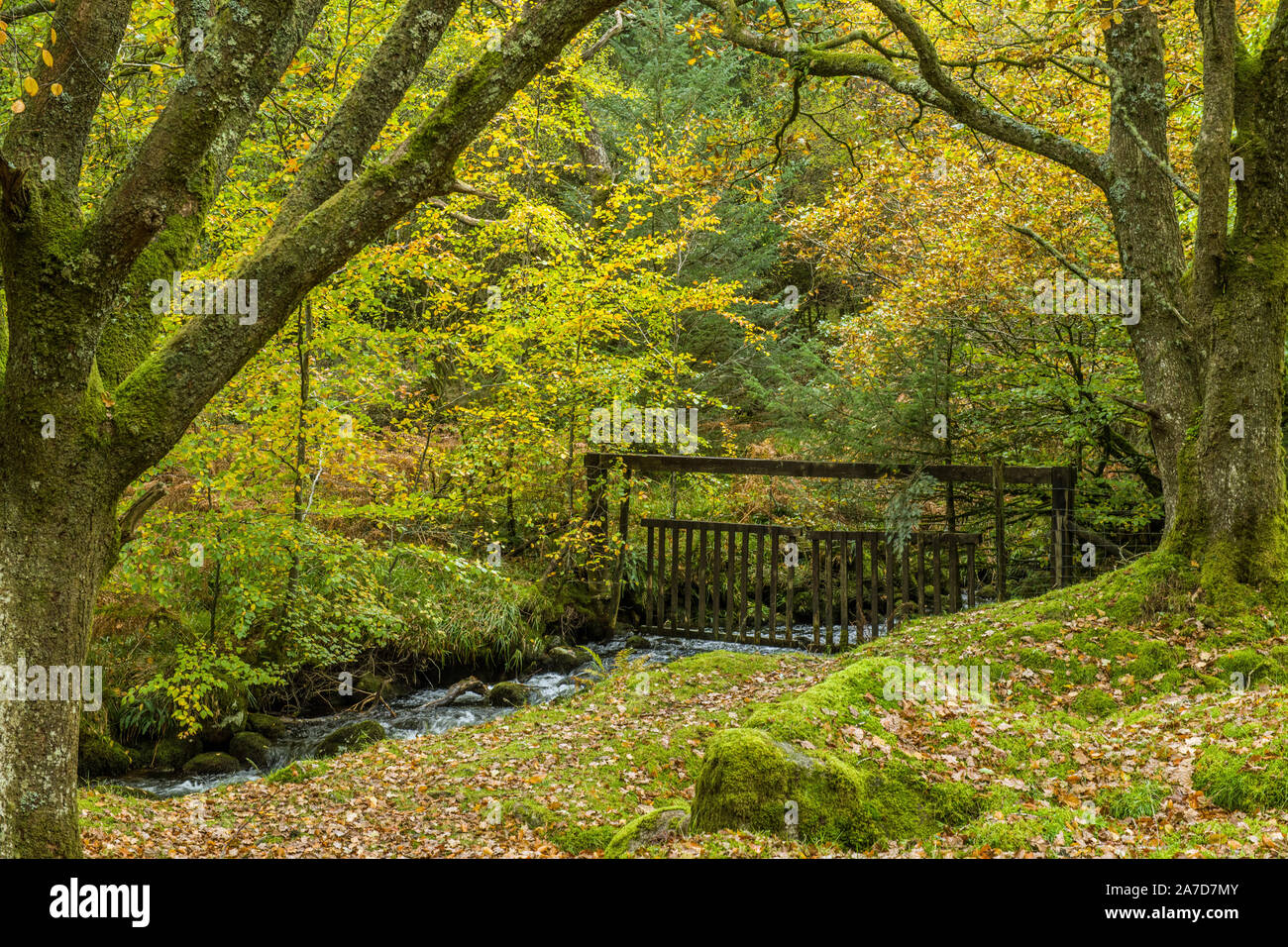 Woodland and river in autumn at Burrator Reservoir Dartmoor National Park Devon. This is at the top of the reservoir on an autumnal day Stock Photo