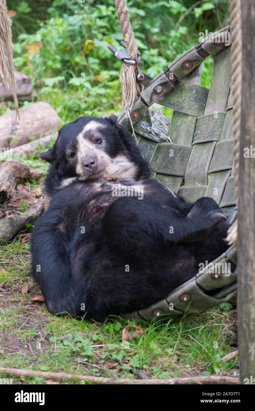 Spectacled bear a.k.a. Andean short-faced bear ( Tremarctos ornatus ) relaxing in broken swing Stock Photo