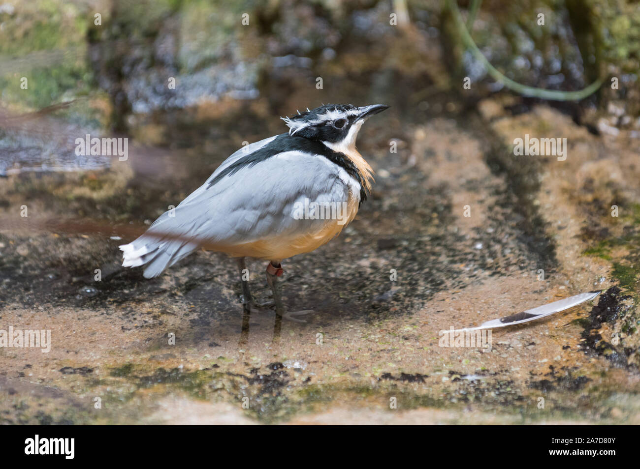 Egyptian plover ( Pluvianus aegyptius ) bathing Stock Photo Alamy
