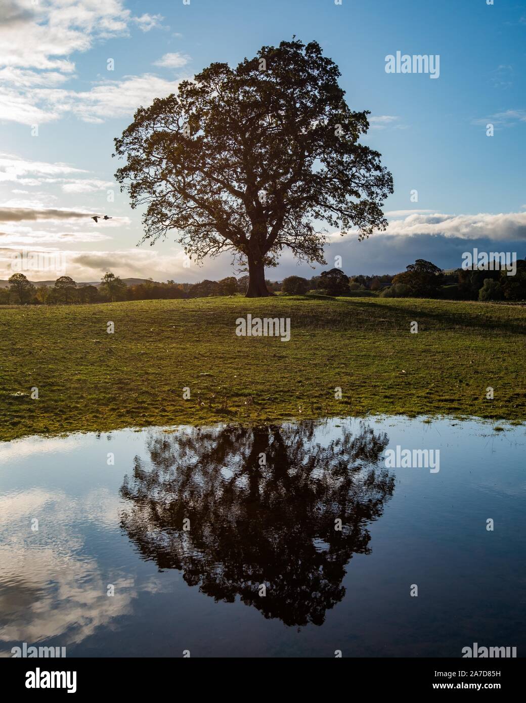 English Oak Tree Stock Photo - Alamy