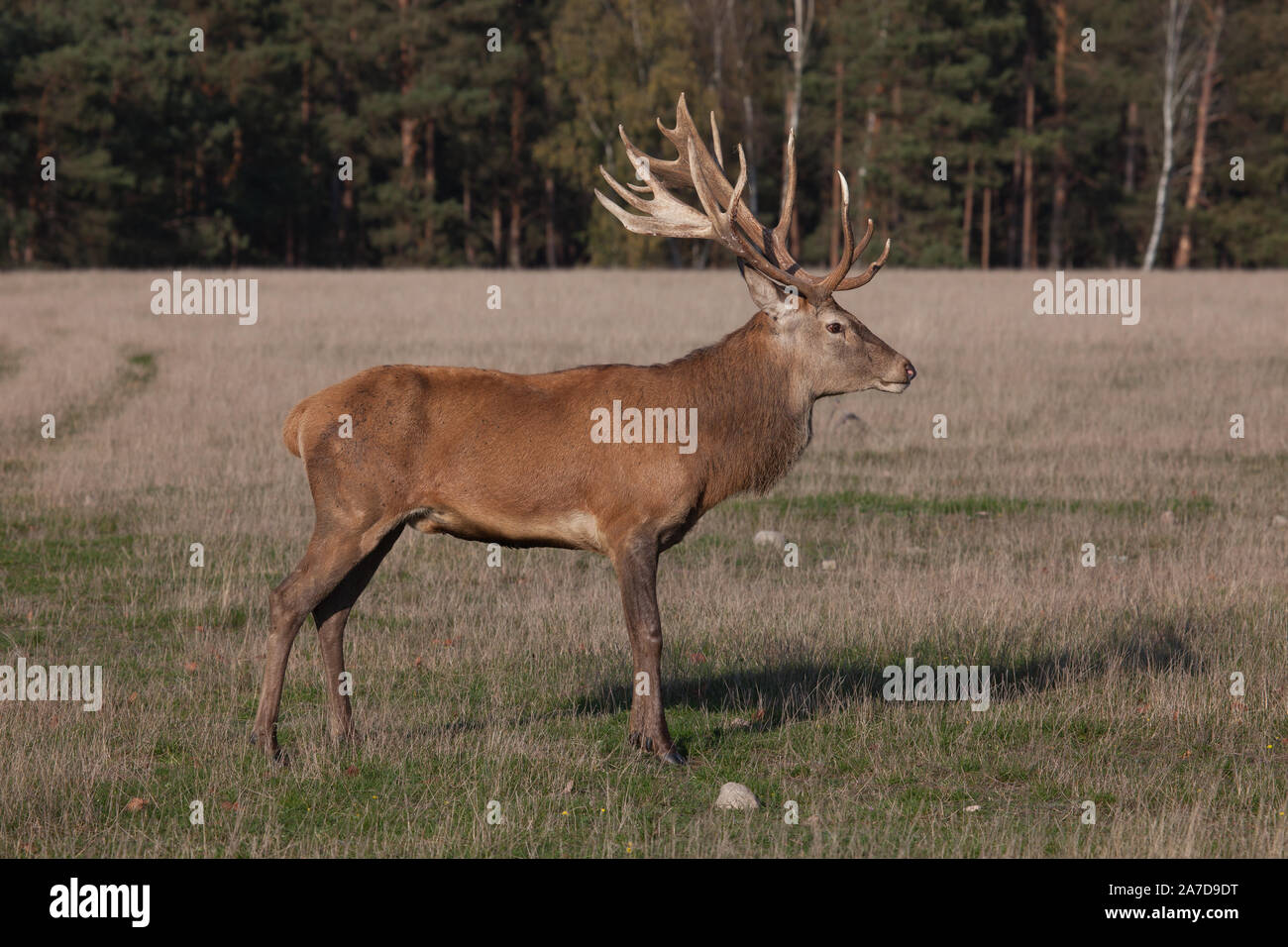 Rothirsch Stock Photo