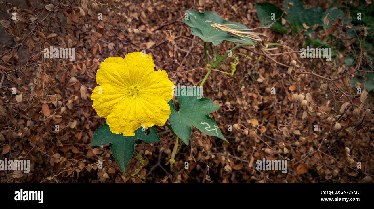 Yellow Flower of the sponge gourd (Luffa aegyptiaca) and autumn background Stock Photo