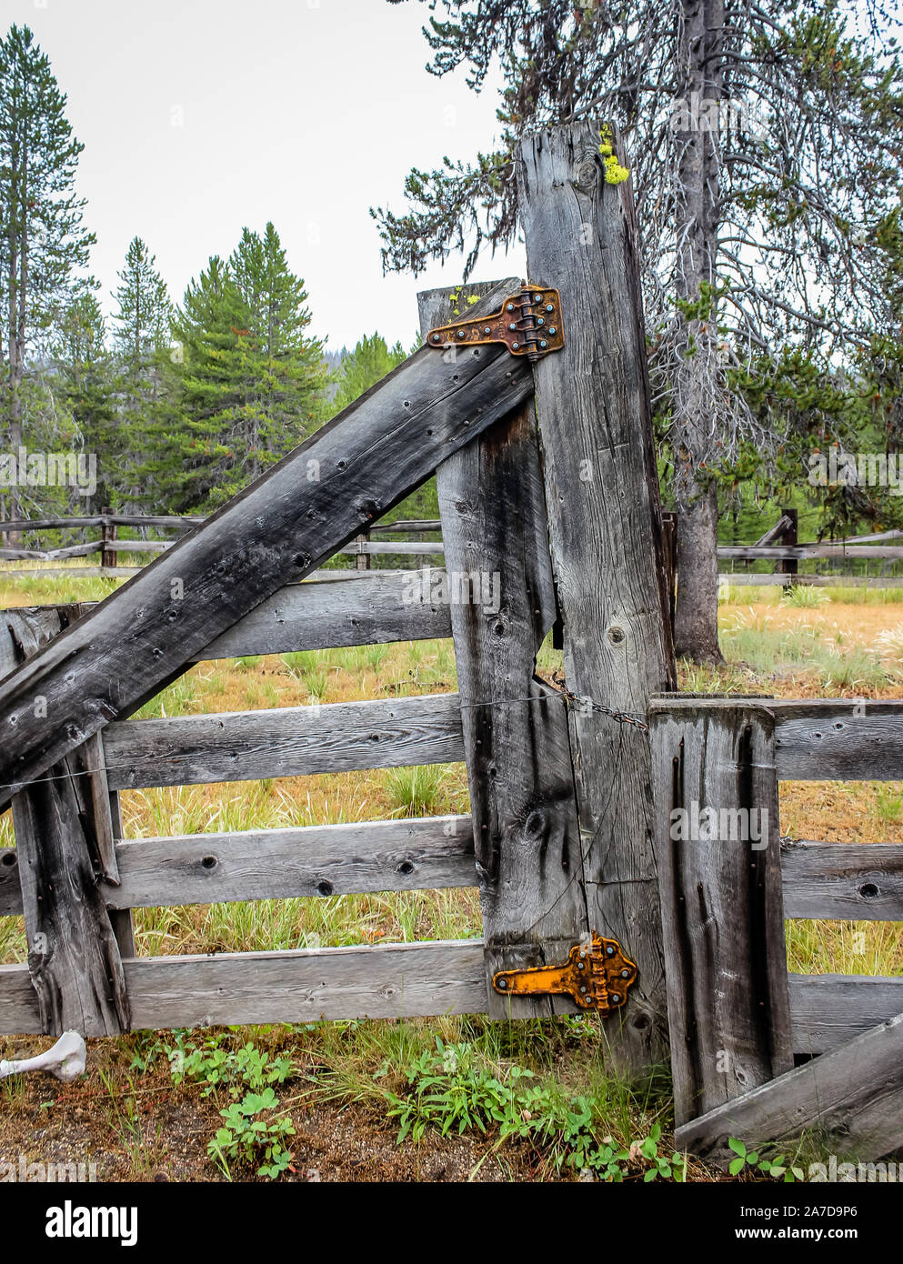 An old wooden fence post deep in the Boise National Forest Stock Photo