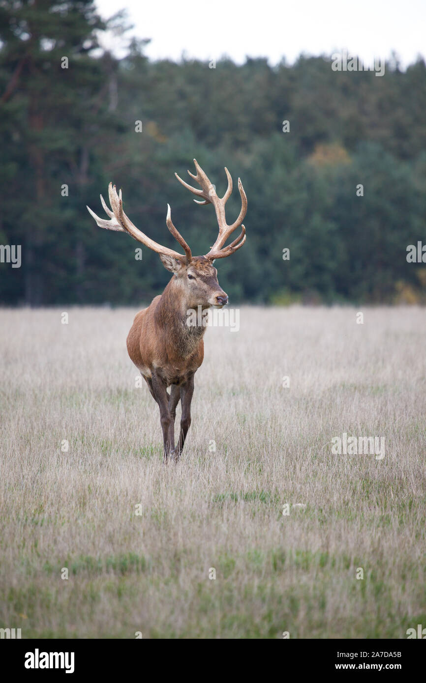 Rothirsch Stock Photo