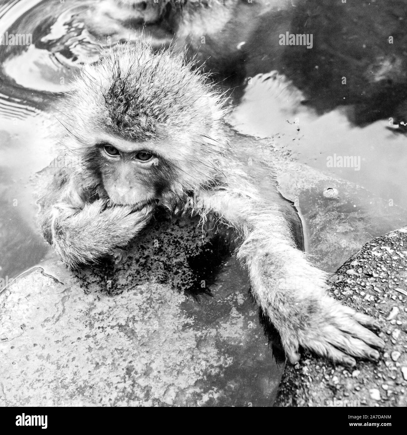 Snow monkey baby sitting in a hot spring.Cute Japanese macaque (Macaca fuscata) from Jigokudani Monkey Park in Japan, Nagano Prefecture. Stock Photo