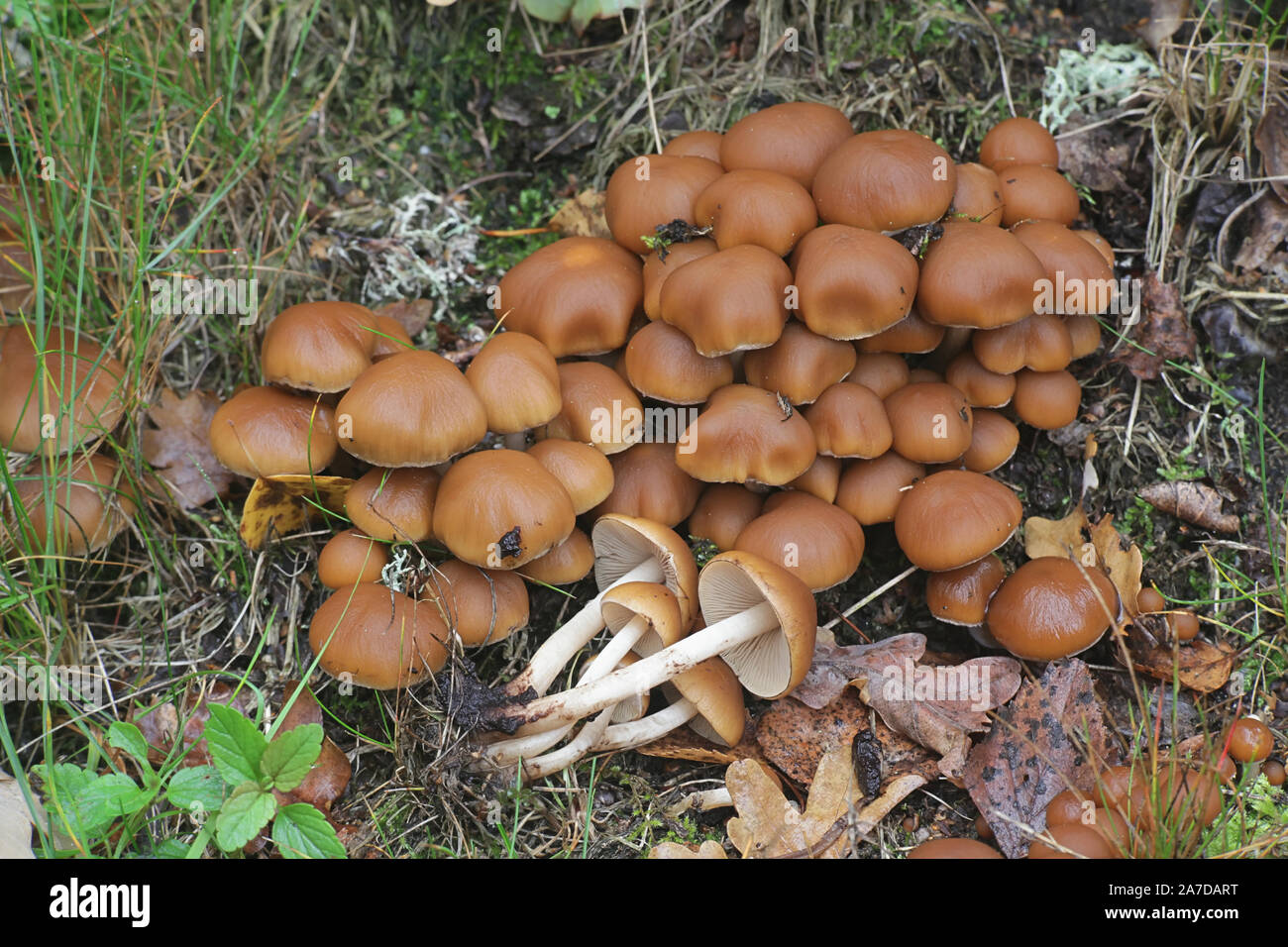 Psathyrella piluliformis, known as Common Stump Brittlestem, wild mushroom from Finland Stock Photo