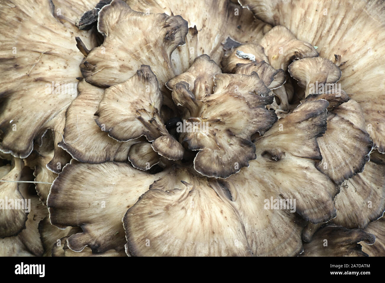 Grifola frondosa, known as maitake, hen-of-the-woods and ram's head  wild edible fungus with medicinal properties Stock Photo