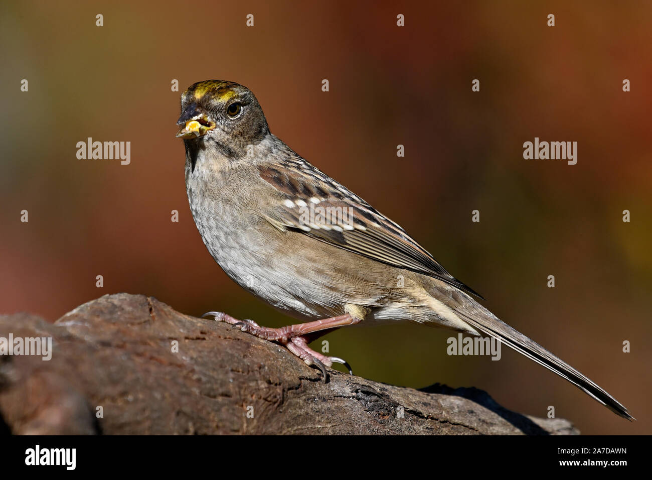 GoldenCrowned Sparrow, Courtenay, Vancouver Island, British Columbia, Canada. Stock Photo