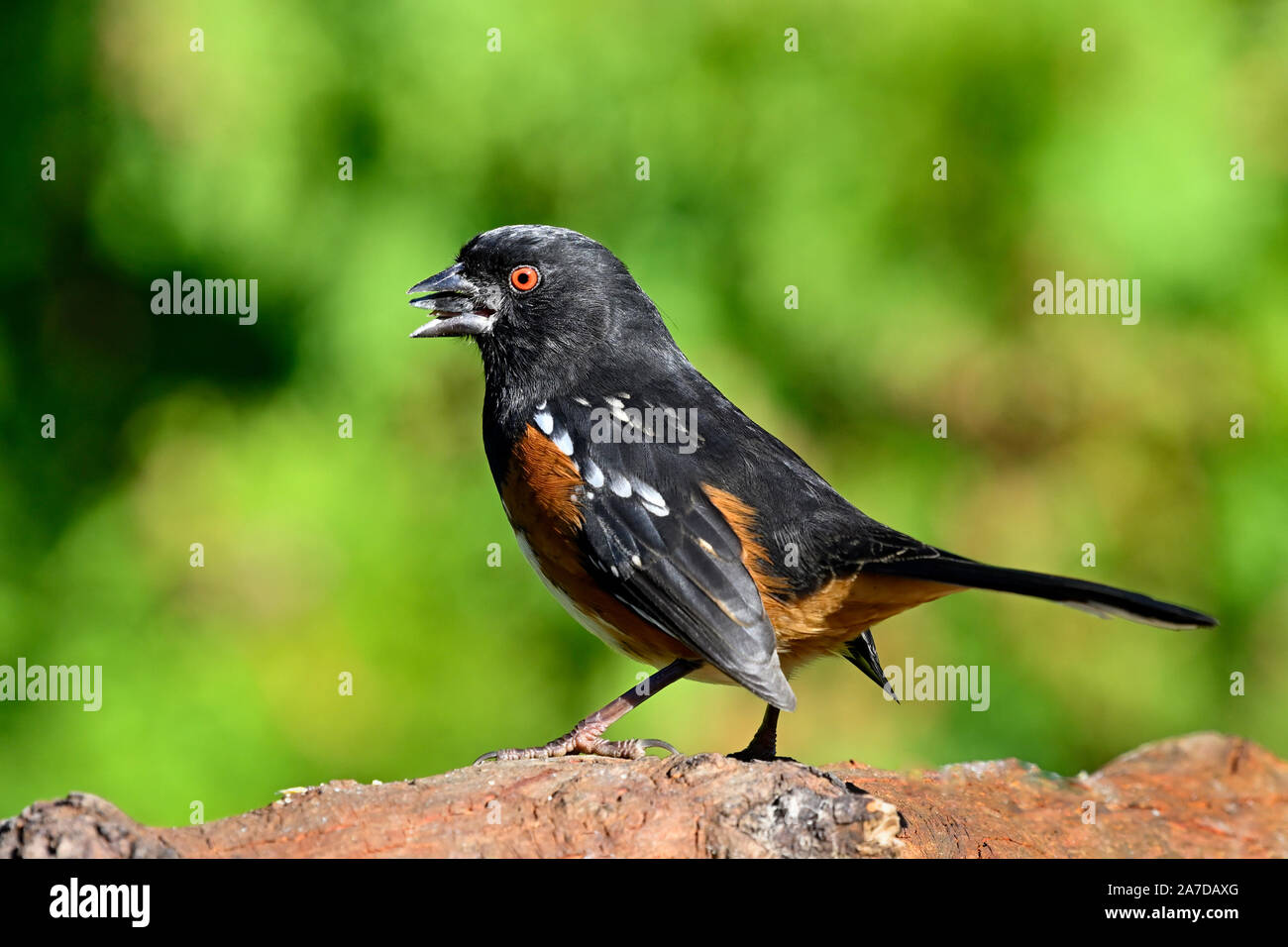 Spotted Towhee, Courtenay, Vancouver Island, British Columbia, Canada. Stock Photo