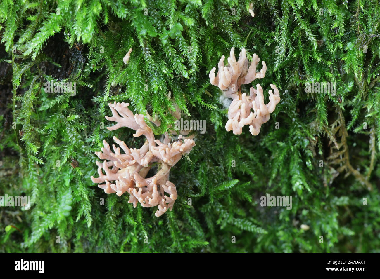 Lentaria byssiseda, coral fungus from Finland Stock Photo