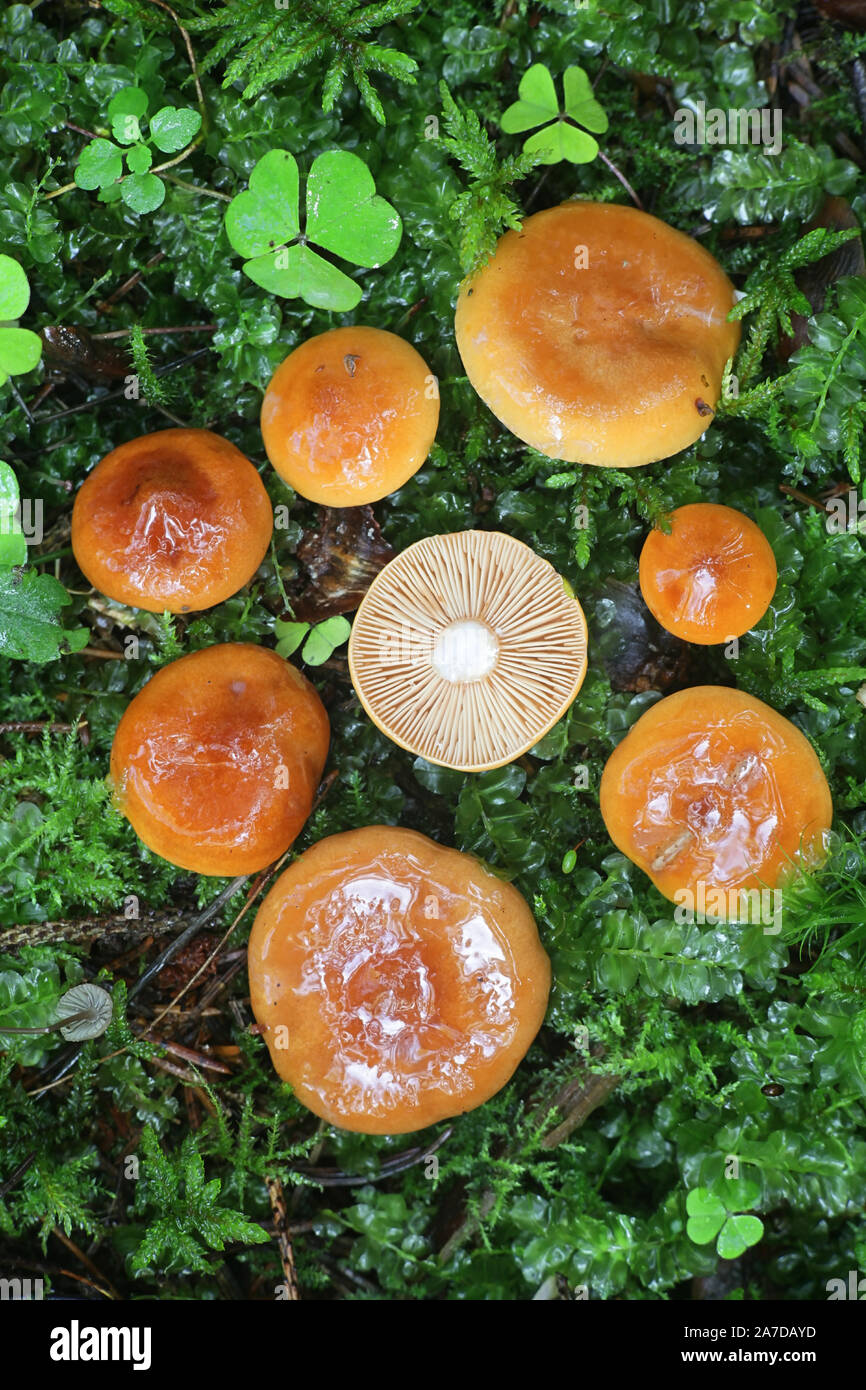 Lactarius aurantiacus, known as Orange Milkcap, an edible wild mushroom from Finland Stock Photo