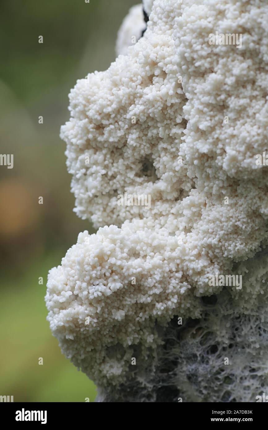 Brefeldia maxima, known as the tapioca slime mold, climbing a birch tree in Finland Stock Photo