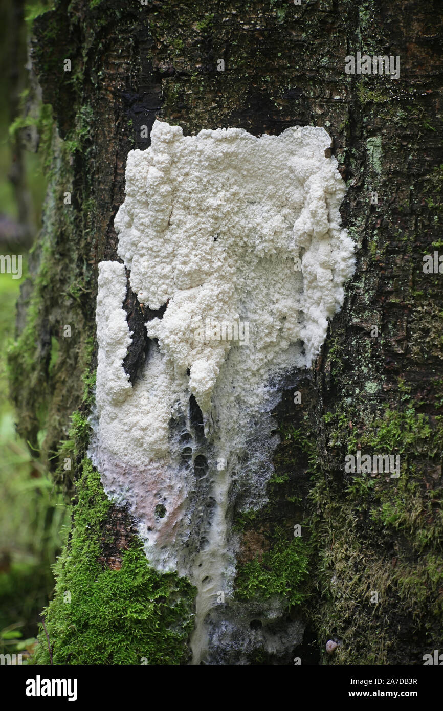 Brefeldia maxima, known as the tapioca slime mold, climbing a birch tree in Finland Stock Photo