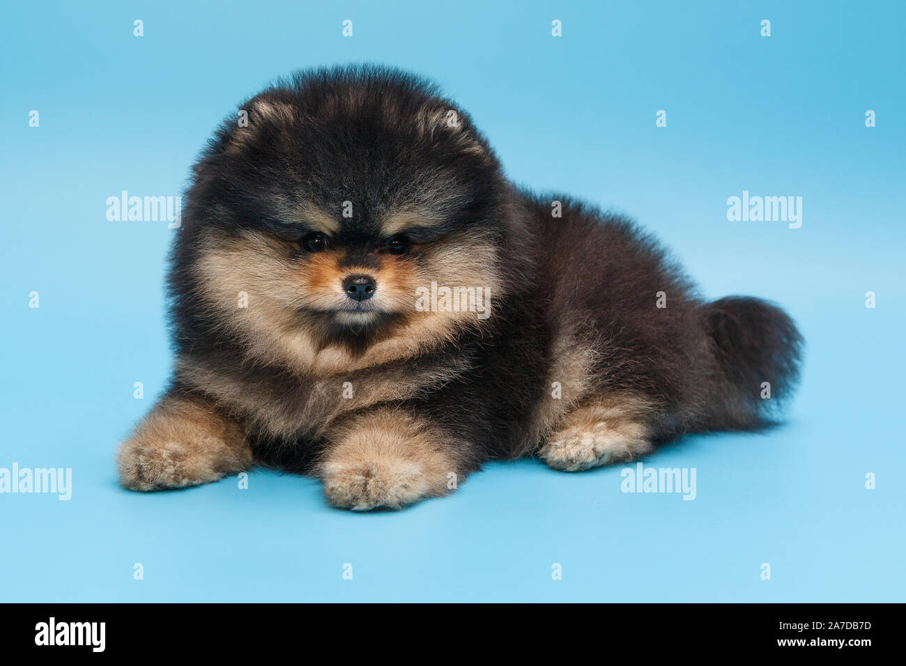 Small, black Pomeranian puppy blue Stock Photo - Alamy
