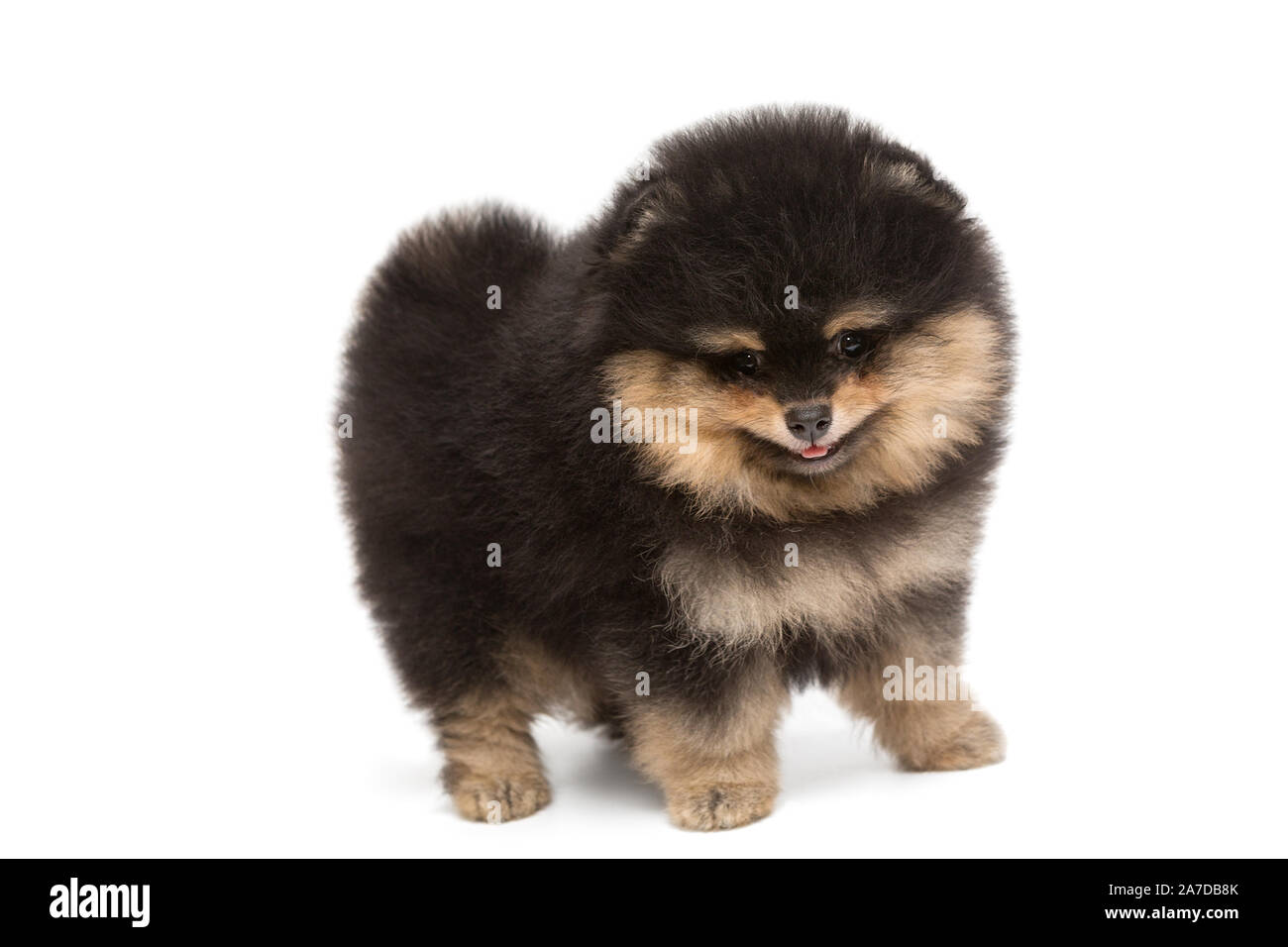 Small hotsell black pomeranian
