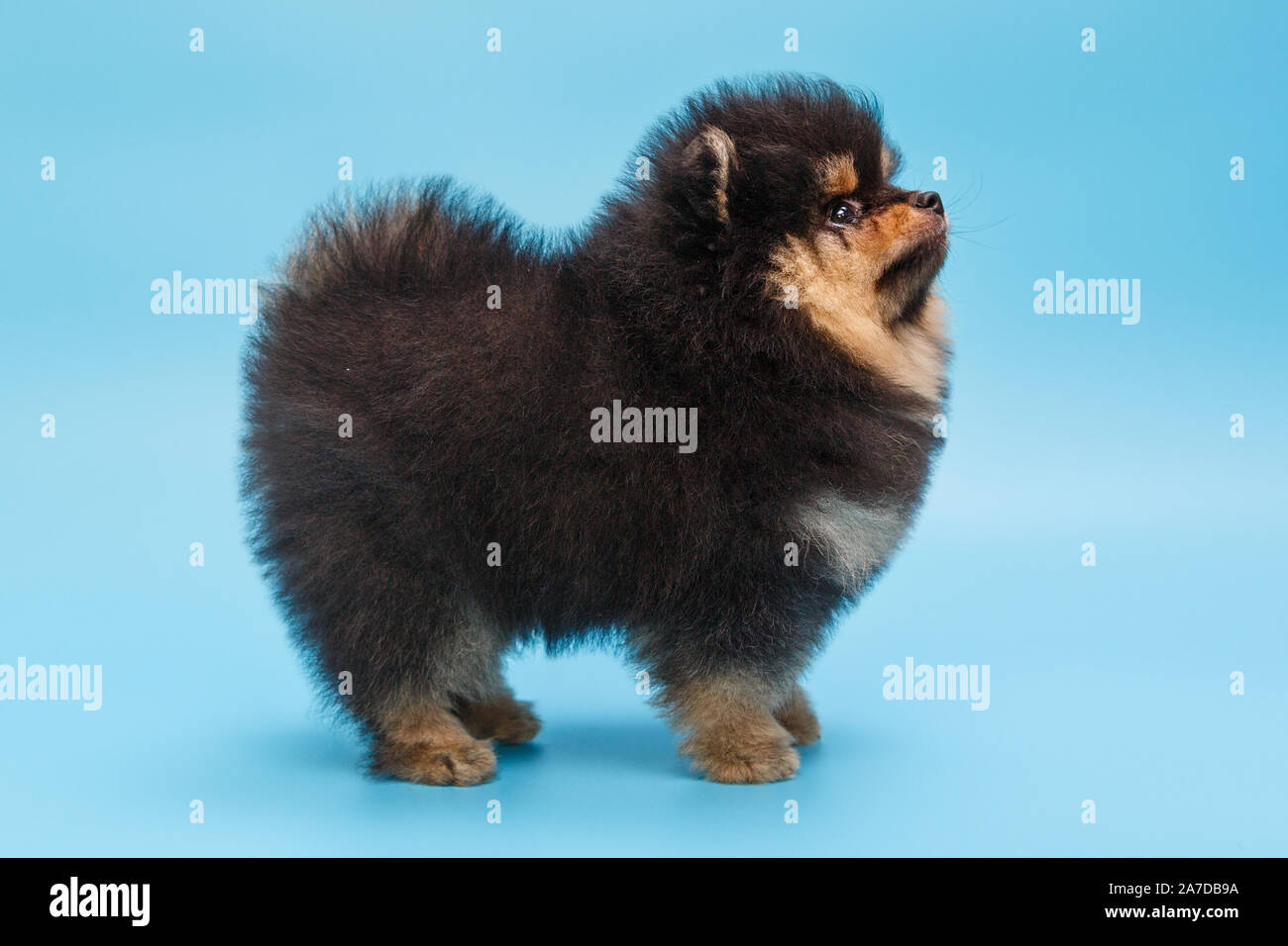 Small black Pomeranian puppy on blue background Stock Photo - Alamy