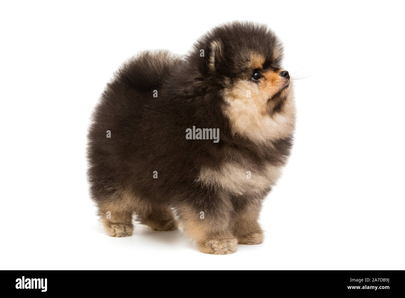Chow hot sale pom puppies