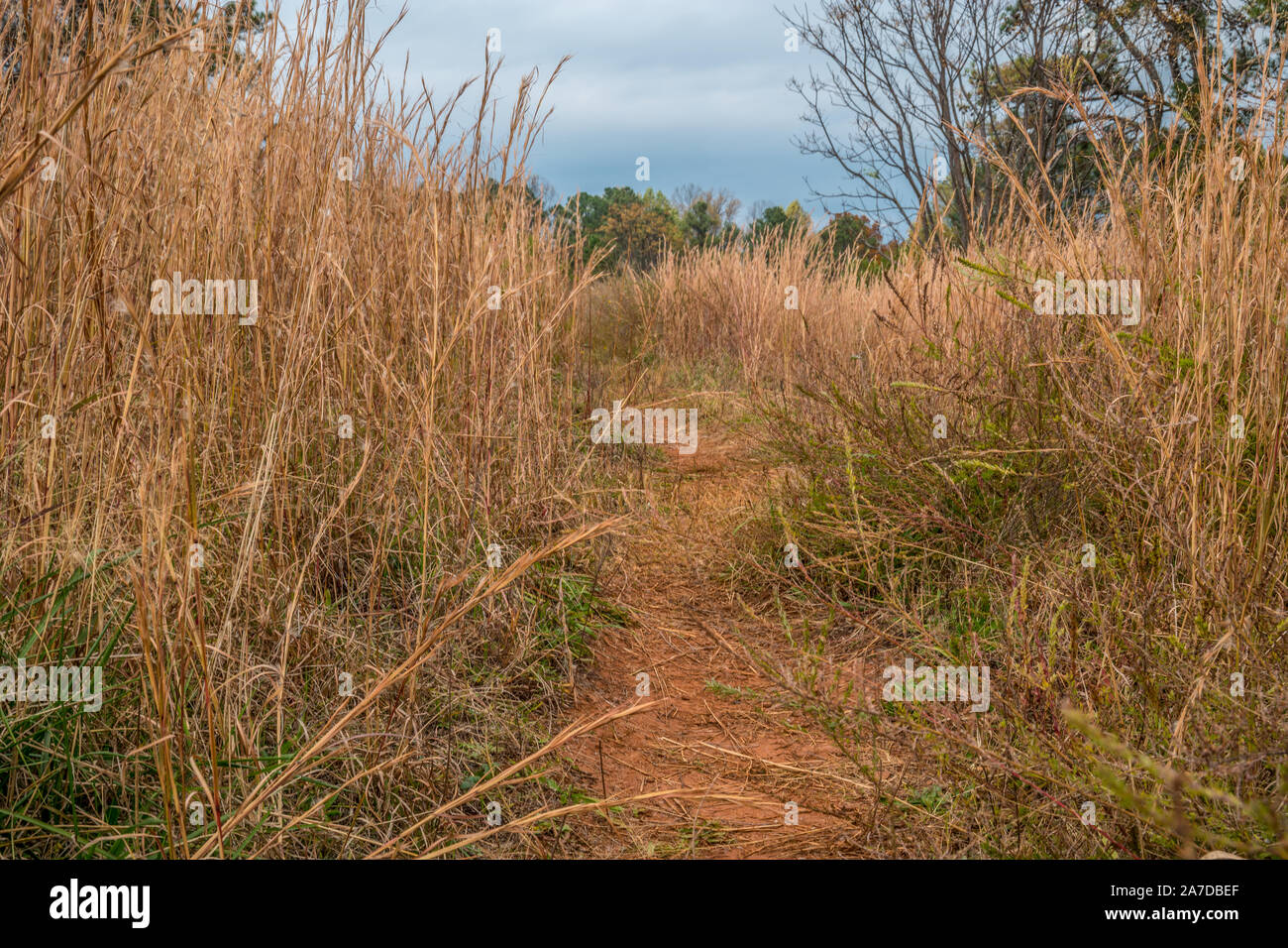 Thick lush field of dried tall grasses growing along the trails with the woodlands in the background on a sunny day in autumn Stock Photo