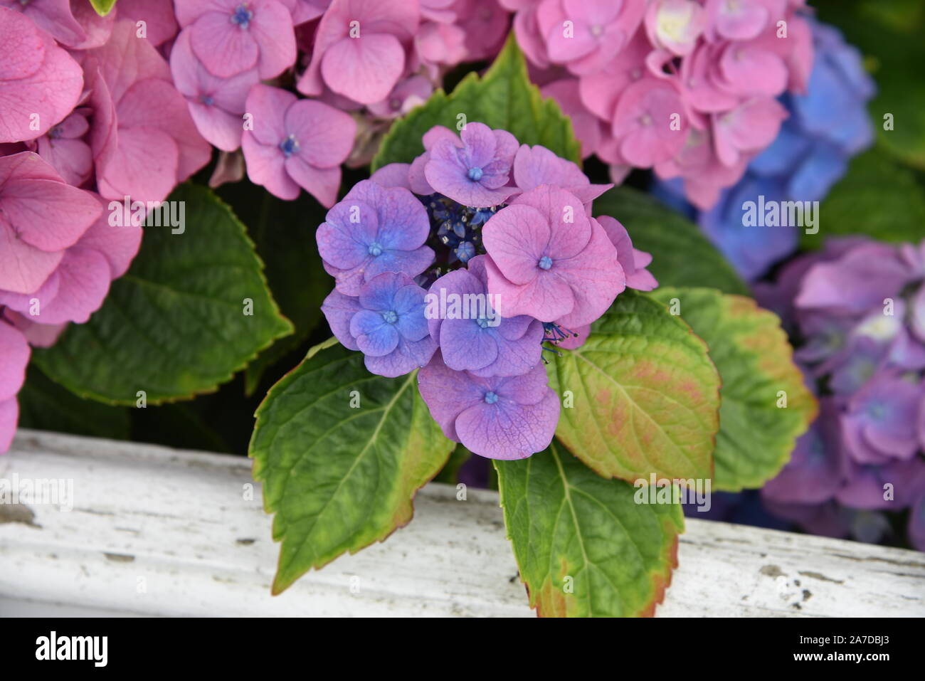 Wood Fence Flowers Stock Photos Wood Fence Flowers Stock Images