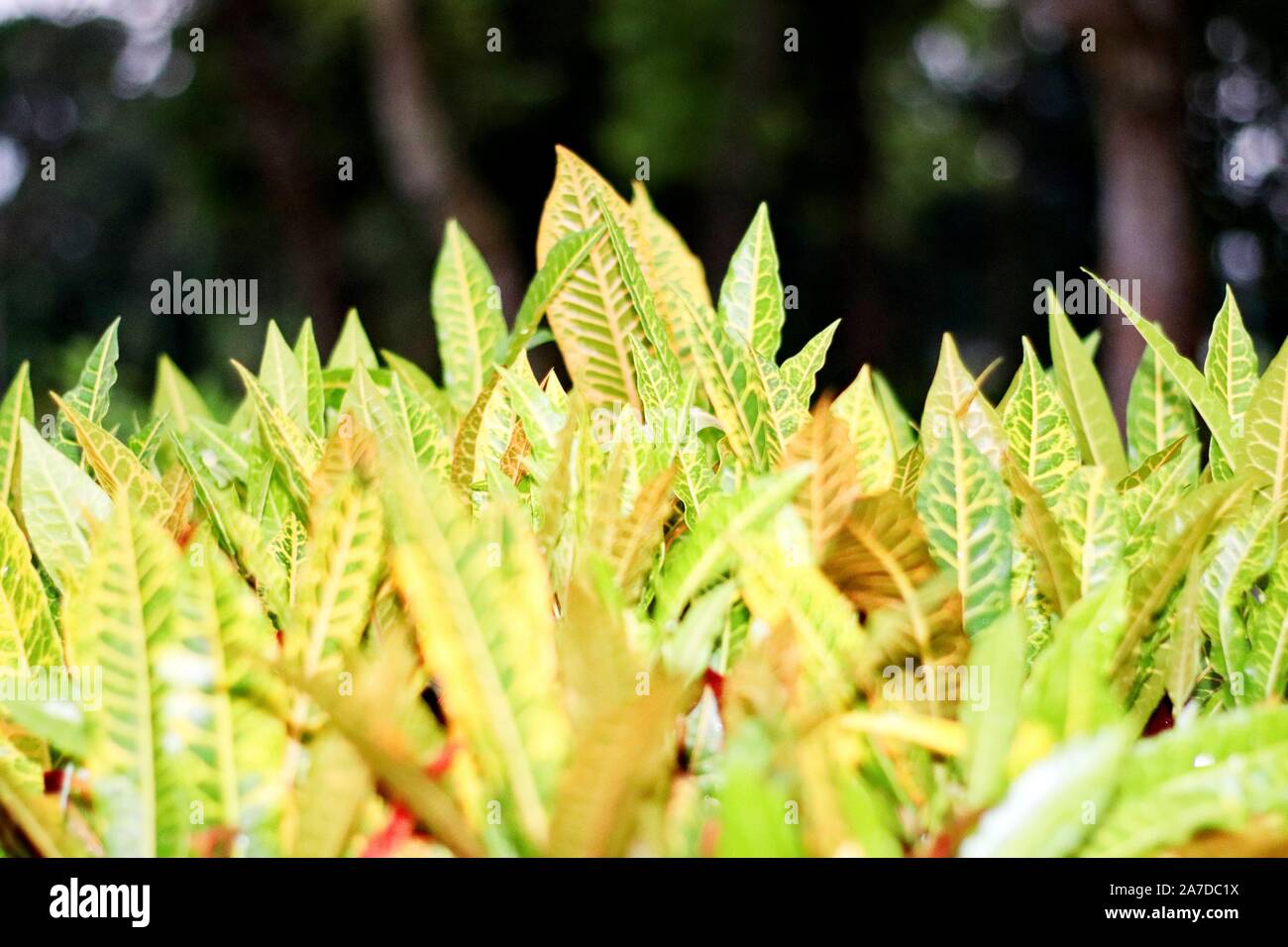 Natural Daisy  | Floral | Blossoming | Brush wood Stock Photo