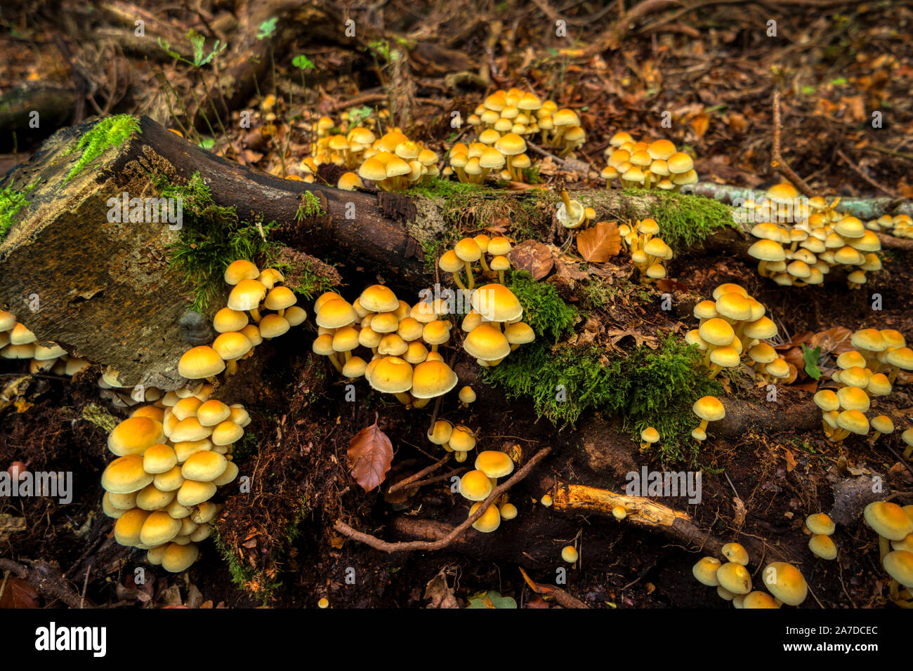 Tree mushrooms on a tree stump in the Darss forest Stock Photo