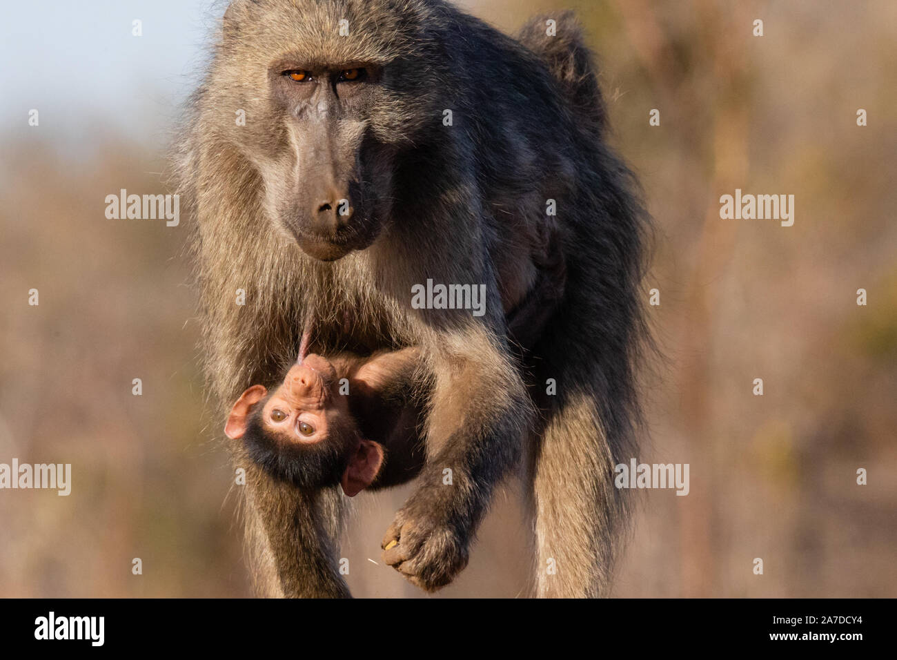 Female Chacma Baboon (Papio ursinus) with baby suckling, Karongwe Game Reserve, Limpopo, South Africa Stock Photo