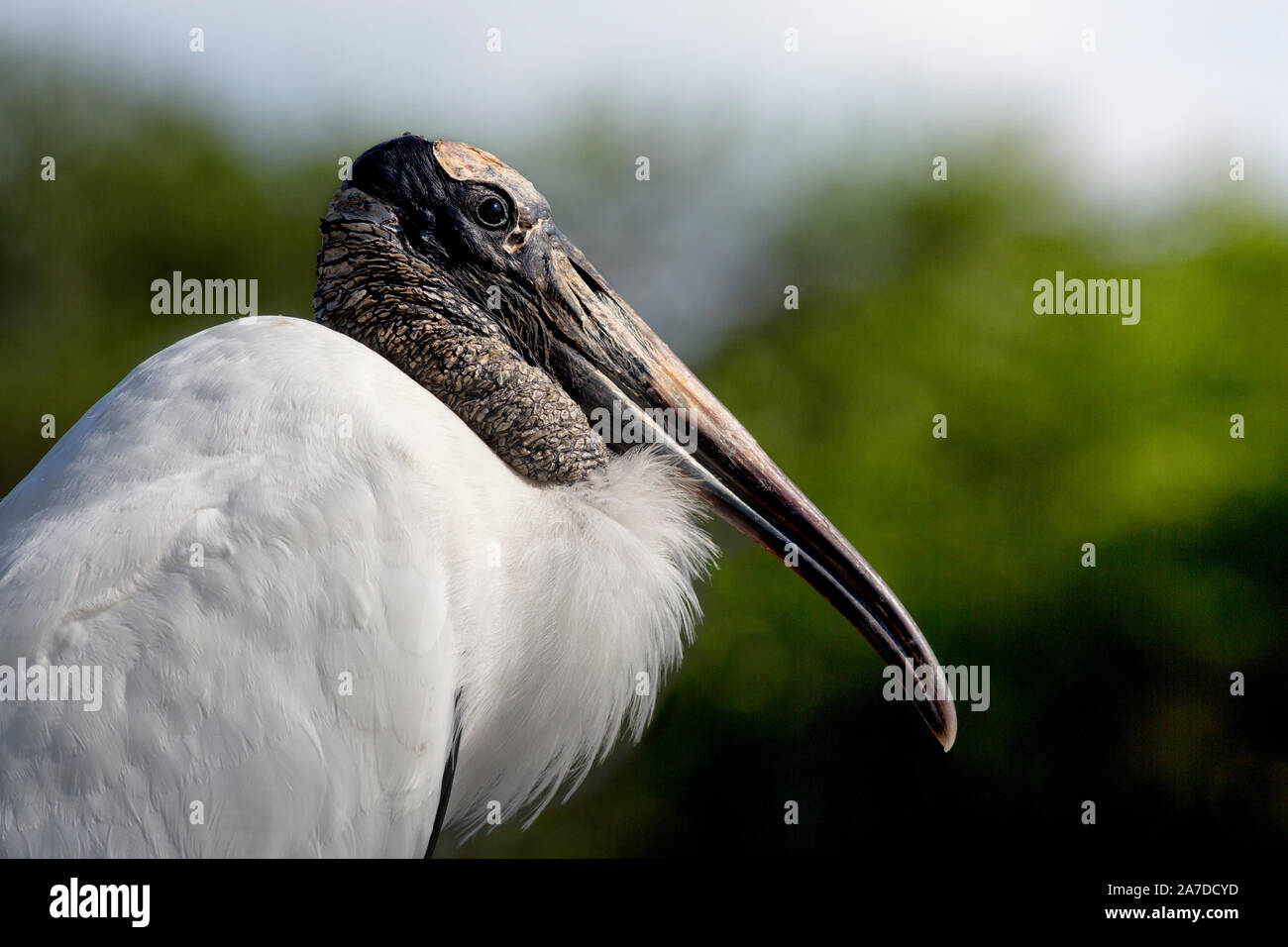 Majestic Adult Wood Stork, Mycteria americana, in profile against a green background Stock Photo