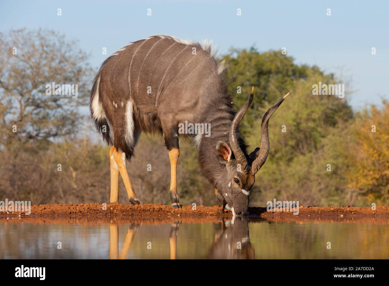 Nyala Bull (Tragelaphus angasii) drinking, Karongwe Game Reserve, Limpopo, South Africa Stock Photo