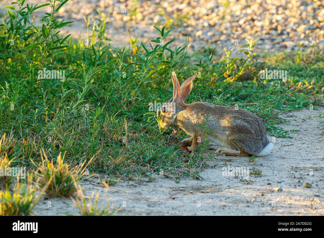 A cottontail rabbit browses for breakfast Stock Photo