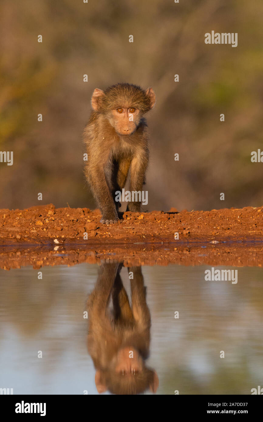 Juvenile Chacma Baboon (Papio ursinus) walking with reflection, Karongwe Game Reserve, Limpopo, South Africa Stock Photo